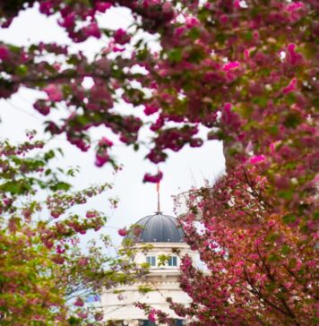 ФОТО: Пролетна магија во Скопје, градот расцутен во виолетова боја