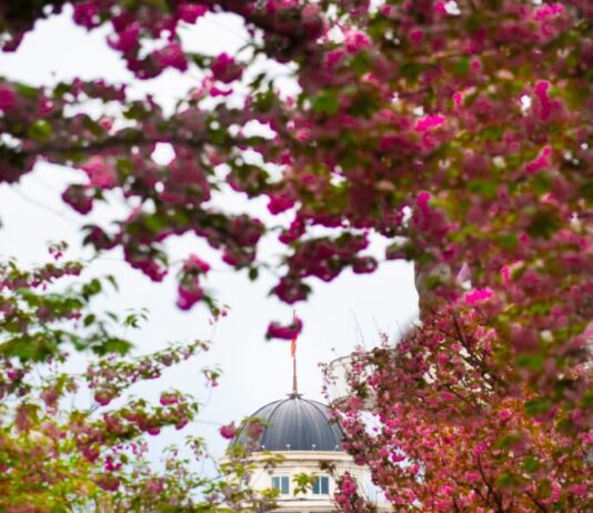 ФОТО: Пролетна магија во Скопје, градот расцутен во виолетова боја