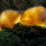 Научниците претставија генетски модифицирани растенија што светат во темница