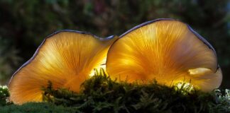 Научниците претставија генетски модифицирани растенија што светат во темница