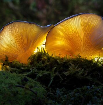 Научниците претставија генетски модифицирани растенија што светат во темница