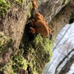 Што имаат заедничко растенијата, печурките и жабите?