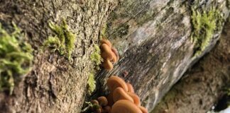 Што имаат заедничко растенијата, печурките и жабите?