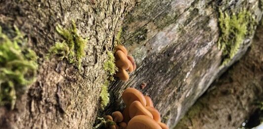 Што имаат заедничко растенијата, печурките и жабите?