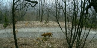 Балканскиот рис по подолг период повторно е фотографиран во Националниот парк „Шебеник”