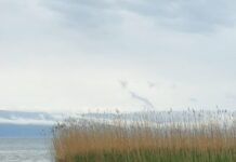 Децениска негрижа за Шум без кревање шум