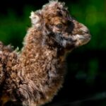 Dvogrbo kamilce ZOO Skopje