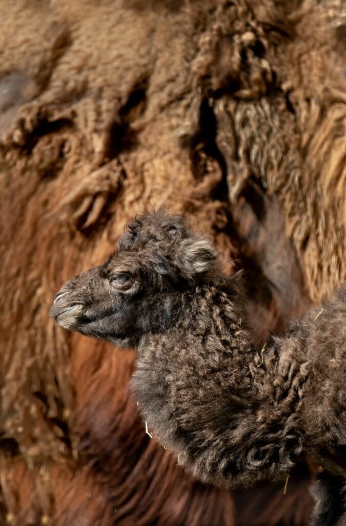 Dvogrbo kamilce ZOO Skopje