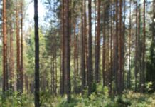 Најважниот совет за здраво стареење на мозокот