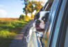 Животните што не живеат покрај нас, туку од нас