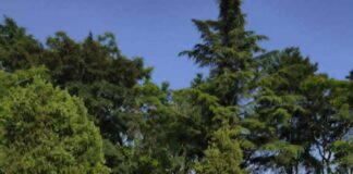 Цветната порака за мир заплови по љубовниот пат на јагулата