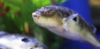 Морското чудовиште што постои само во насловите