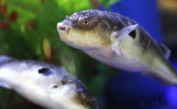 Морското чудовиште што постои само во насловите