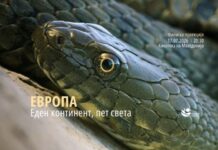 Во светот постојат околу 3.600 вида змии, од кои 16 има во Македонија
