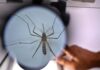 mosquitoes komarec