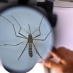 mosquitoes komarec