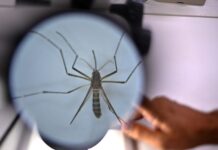 mosquitoes komarec