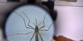 mosquitoes komarec