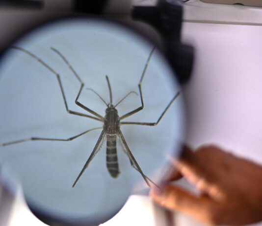 Во Србија регистрирани првите два случаи на западнонилска треска годинава mosquitoes komarec