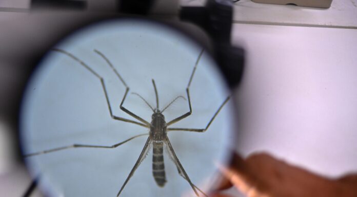 Во Србија регистрирани првите два случаи на западнонилска треска годинава mosquitoes komarec