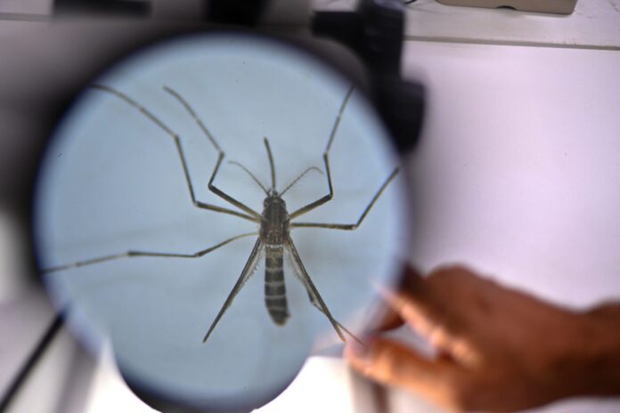 Researchers in Brasilia use mosquitoes as Trojan horses against dengue mosquitoes komarec