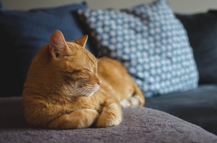 daga_roszkowska-cat-3059075