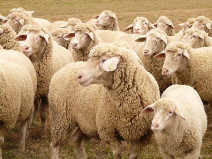 hans-flock-of-sheep-49667_1920 Ovci