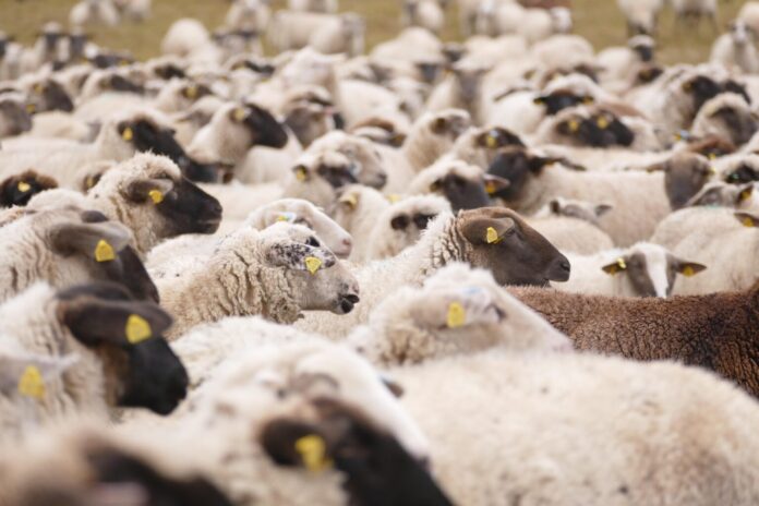 smoms_photography-sheeps-6828766_1920 Ovci