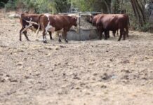 Сушата го зема највисокиот данок на европското земјоделство