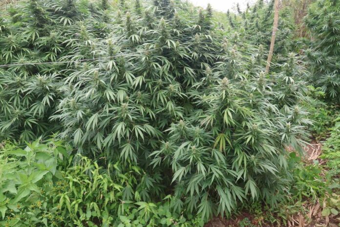 stebla marihuana (1)