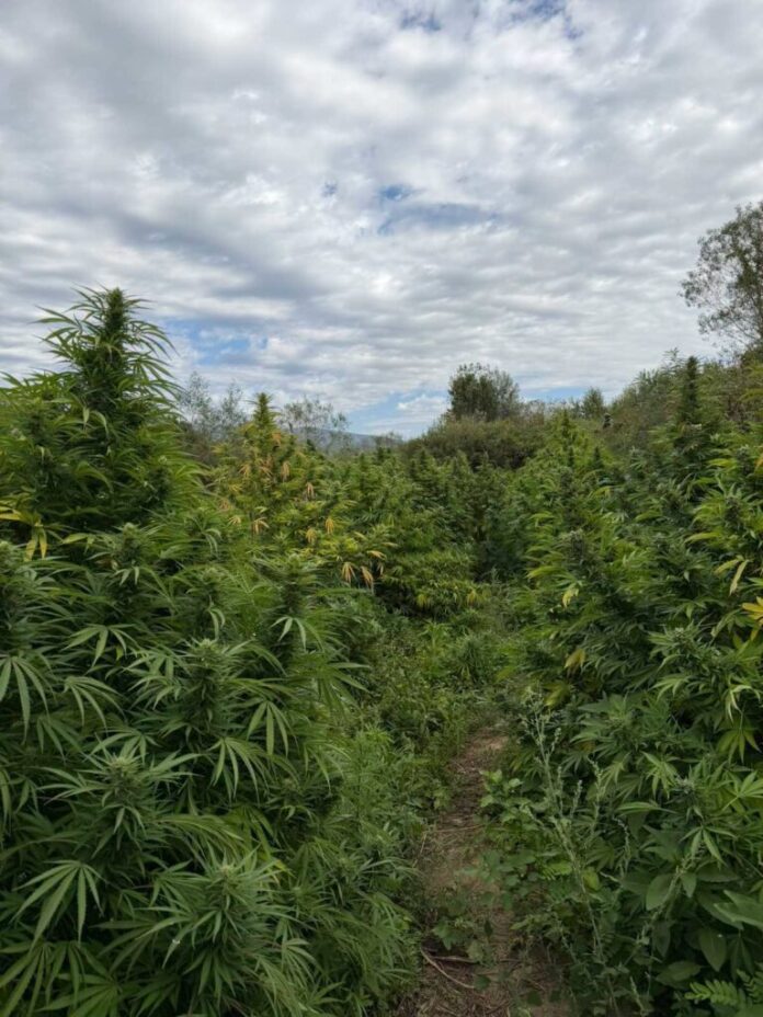 stebla marihuana (3)