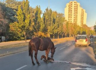 ФОТО: Кобила се ождреби на улица во Скопје, Ѓорѓиевски бара итна акција за заштита на животните