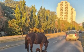 ФОТО: Кобила се ождреби на улица во Скопје, Ѓорѓиевски бара итна акција за заштита на животните