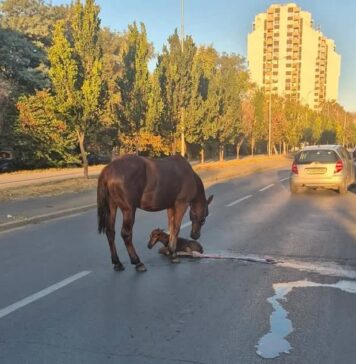 ФОТО: Кобила се ождреби на улица во Скопје, Ѓорѓиевски бара итна акција за заштита на животните