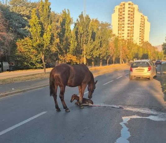 ФОТО: Кобила се ождреби на улица во Скопје, Ѓорѓиевски бара итна акција за заштита на животните